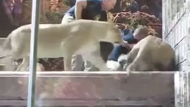 YouTube: leona impide que un león mate a un trabajador de zoológico