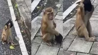 YouTube: Mono levanta del suelo una mascarilla contra la COVID-19 y se la pone "correctamente"