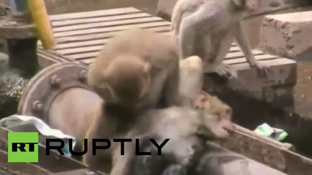 YouTube: mono 'revivió' a su amigo electrocutado en las vías del tren