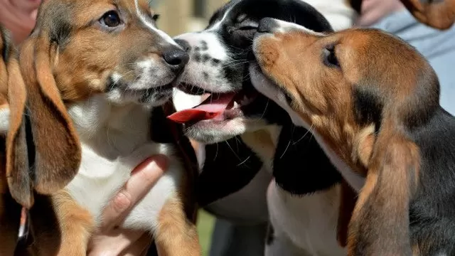 YouTube: nace la primera camada de perros por fecundación in vitro