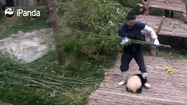 YouTube: pequeño y adorable panda todo por un abrazo de su cuidador