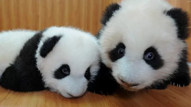 Pandas bebés. Foto: Pinterest