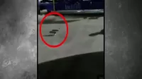 YouTube: Serpiente irrumpe en avión y desata el pánico entre los pasajeros