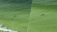 TikTok: Tiburón martillo avanza a toda velocidad hacia un bañista y justo frente a él hace lo inesperado
