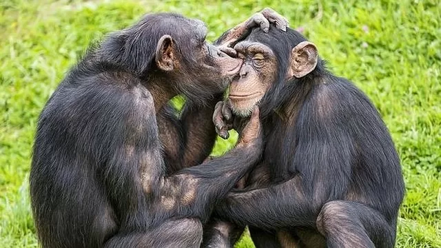 La amistad es un lazo muy difícil de rompes y estas dos chimpancés lo demuestran. Foto: Abc