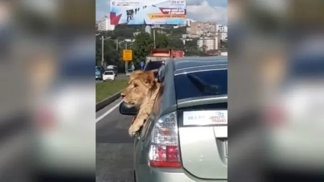YouTube viral: captan a león paseando a bordo de un auto en plena carretera