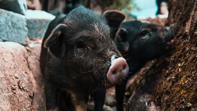 Cerdos ven a pez moribundo en el suelo y lo empujan al agua para salvarle la vida