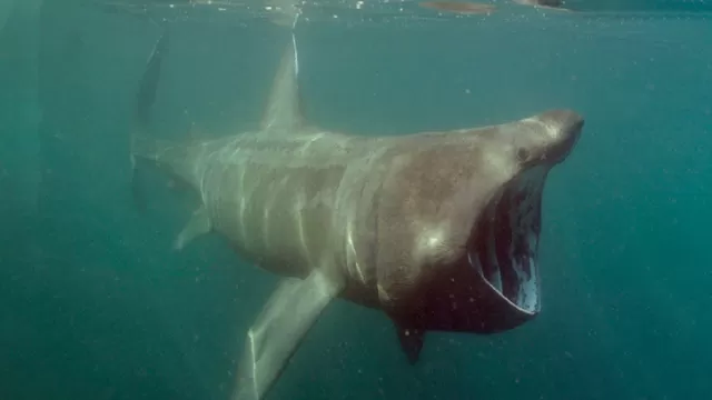 YouTube: Nada en aguas con poca visibilidad y se encuentra con un enorme tiburón peregrino
