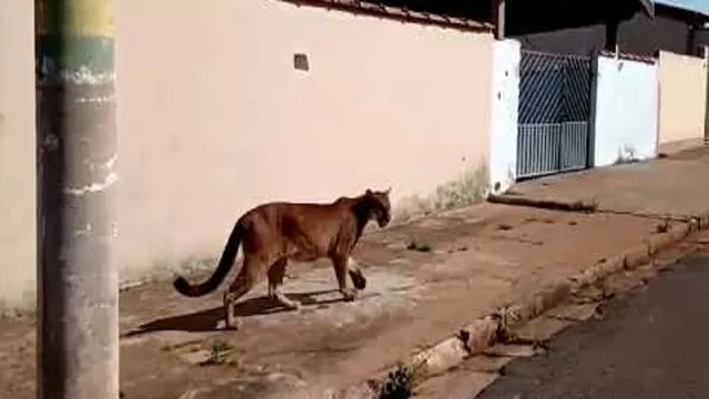 YouTube viral: Jaguar aparece de la nada en un barrio y asusta a vecinos