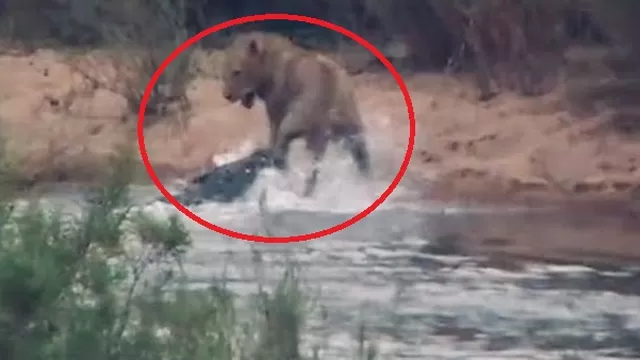YouTube: león se sumerge en río y es brutalmente atacado por enorme cocodrilo