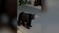 YouTube viral: Perro chihuahua ahuyenta a un oso 