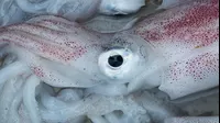 YouTube viral: pescador intenta atrapar calamar y se lleva una amarga sorpresa