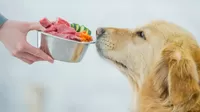 ¿Cuál es el alimento más saludable para tu mascota?