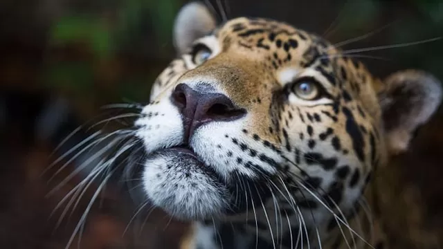 Los incendios son una amenaza para la permanencia de los jaguares en el Amazonas