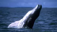 ¿Qué hacer si ves una ballena enredada en Perú?