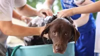 ¿Cada cuánto y cómo debes bañar a tu perro?