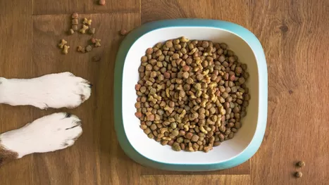 ¿Cómo ahorrar en la comida de tus mascotas sin afectar su salud?
