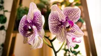 ¿Cómo debes cuidar tu orquídea?