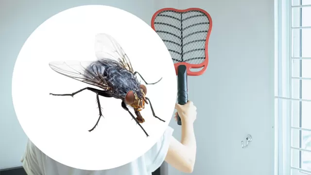 Remedios caseros para espantar las moscas