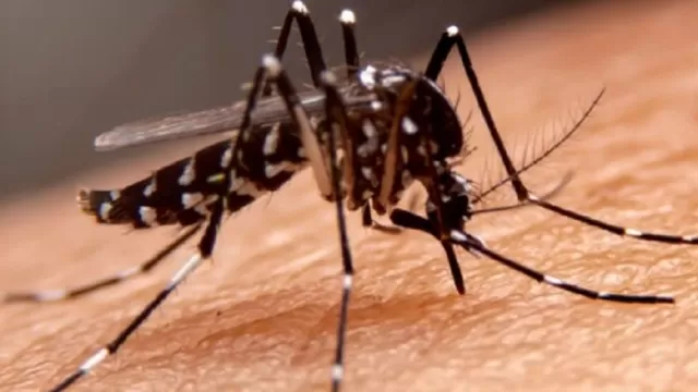 Mosquito Aedes aegypti. (Foto: Andina)