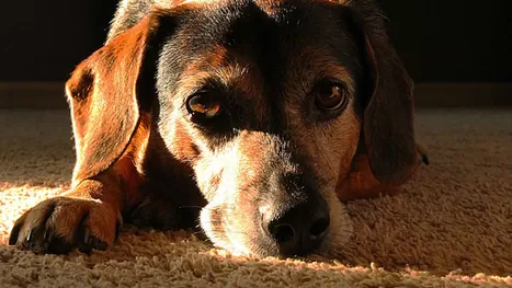 Síntomas silenciosos de un perro atropellado y cómo debes ayudarlo
