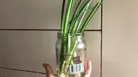 VIDEO: Así puedes sembrar cebollita china en agua y dentro de casa