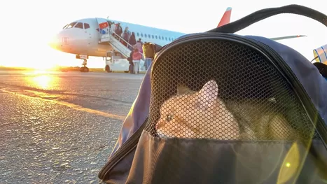 ¿Cómo viajar en avión con tu gato para salidas nacionales?