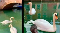 Los cisnes regresan a los canales de Venecia tras la cuarentena
