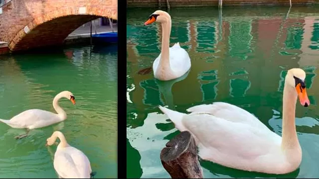 Los cisnes han regresado a los canales de Venecia (Foto: Marco Contessa)