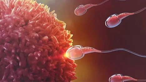 ¿Cuánto tiempo vive un óvulo y un espermatozoide?