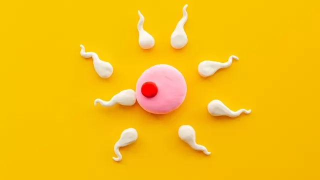 El tiempo de vida de los espermatozoides
