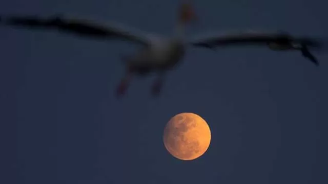 Así se vio el eclipse lunar (Foto: EFE)
