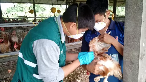 ¿Cuánto tiempo durará el brote de gripe aviar en el Perú?