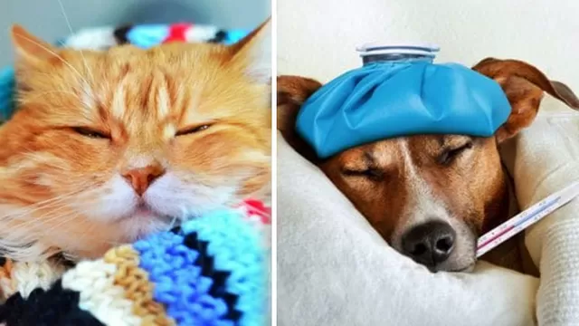 El frío también afecta al organismo de los perros y gatos