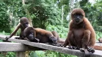 Isla de los Monos en Iquitos: ¿cómo llegar y cuánto cuesta?