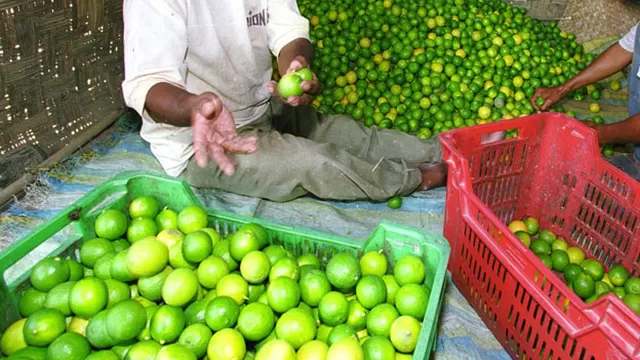 Precio del lim&oacute;n podr&iacute;a costar hasta 10 soles el kilo en algunos mercados minoristas.
