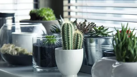 ¿Por qué se mueren tus cactus? Descubre cómo debes cuidarlos
