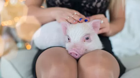 ¿Cómo criar un mini pig en casa y qué cuidados debes tener?
