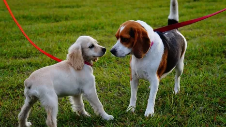 12 parques en Lima para jugar con tus perros por horas