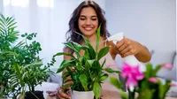 5 plantas para purificar el aire de tu casa, según la NASA