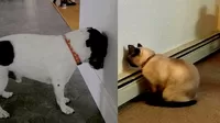 ¿Tu perro se frota la cabeza contra la pared? Su vida está en peligro