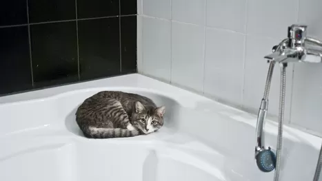 ¿Por qué tu gato o perro te acompañan cuando vas al baño?