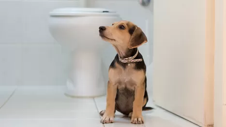 ¿Por qué tu perrito o gatito te acompañan en el baño?