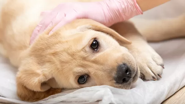 Los cachorros que no han completado el rol de vacunas contra el distemper son los más vulnerables.