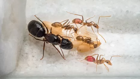 ¿Qué pasa cuando una hormiga reina muere?