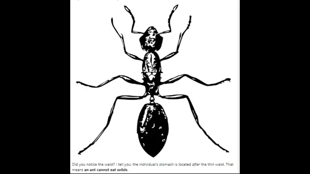 La figura del cuerpo de una hormiga (Foto: Quora.com)