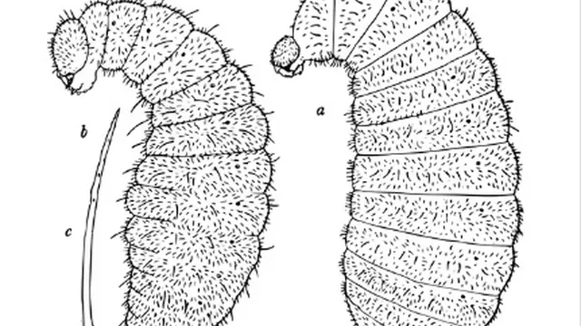 El cuerpo de una larva (Foto: Quora.com)