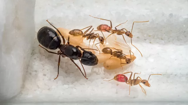 ¿Por qué es importante la hormiga reina?