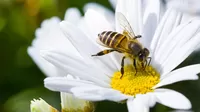 ¿Qué es lo que debes hacer si te pica una abeja?