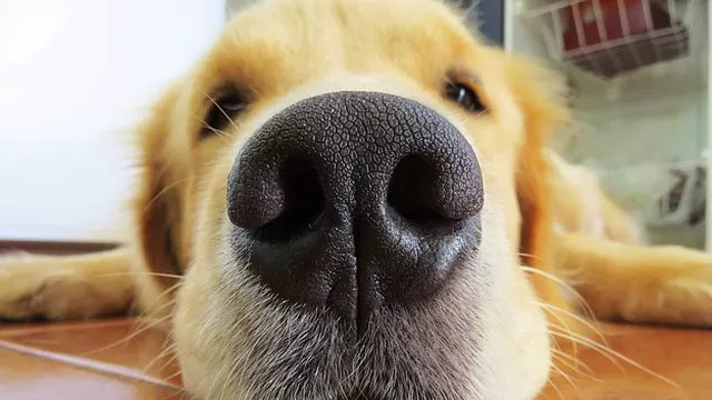 Esta es la razón de la humedad de la nariz de tu mascota